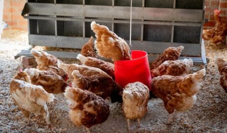 gallinas alimentándose