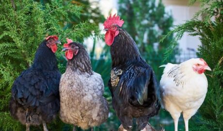 gallinas