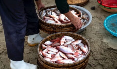 Pescado