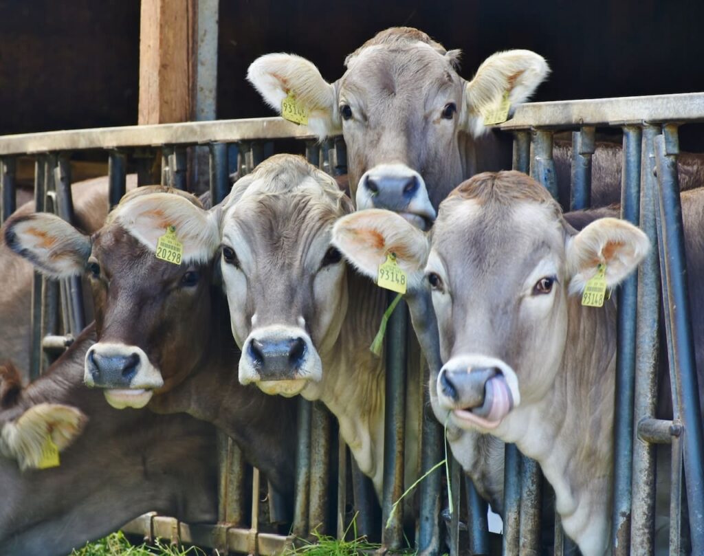 Vacas en corral